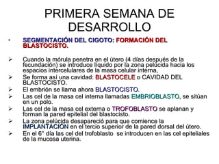 PRIMERA SEMANA DE DESARROLLO SEGMENTACIÓN DEL CIGOTO:  FORMACIÓN DEL BLASTOCISTO. Cuando la mórula penetra en el útero (4 días después de la fecundación) se introduce líquido por la zona pelúcida hacia los espacios intercelulares de la masa celular interna, Se forma así una cavidad:  BLASTOCELE  o CAVIDAD DEL BLASTOCISTO. El embrión se llama ahora  BLASTOCISTO . Las cel de la masa cel interna llamadas  EMBRIOBLASTO , se sitúan en un polo. Las cel de la masa cel externa o  TROFOBLASTO  se aplanan y forman la pared epitelial del blastocisto. La zona pelúcida desapareció para que comience la  IMPLANTACIÓN  en el tercio superior de la pared dorsal del útero. En el 6° día las cel del trofoblasto  se introducen en las cel epiteliales de la mucosa uterina. 