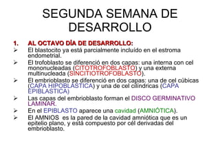 SEGUNDA SEMANA DE DESARROLLO AL OCTAVO DÍA DE DESARROLLO: El blastocito ya está parcialmente incluído en el estroma endometrial. El trofoblasto se diferenció en dos capas: una interna con cel mononucleadas ( CITOTROFOBLASTO ) y una externa multinucleada ( SINCITIOTROFOBLASTO ). El embrioblasto se diferenció en dos capas: una de cel cúbicas ( CAPA HIPOBLÁSTICA ) y una de cel cilíndricas ( CAPA EPIBLASTICA)  Las capas del embrioblasto forman el  DISCO GERMINATIVO LAMINAR. En el  EPIBLASTO  aparece una  cavidad  ( AMNIÓTICA ). El AMNIOS  es la pared de la cavidad amniótica que es un epitelio plano, y está compuesto por cél derivadas del embrioblasto. 