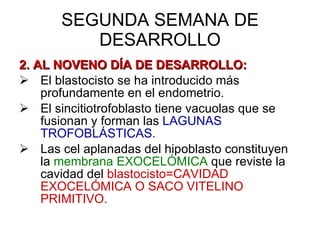 SEGUNDA SEMANA DE DESARROLLO 2. AL NOVENO DÍA DE DESARROLLO: El blastocisto se ha introducido más profundamente en el endometrio. El sincitiotrofoblasto tiene vacuolas que se fusionan y forman las  LAGUNAS TROFOBLÁSTICAS. Las cel aplanadas del hipoblasto constituyen la  membrana EXOCELÓMICA  que reviste la cavidad del  blastocisto=CAVIDAD EXOCELÓMICA O SACO VITELINO PRIMITIVO. 