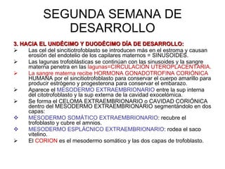 SEGUNDA SEMANA DE DESARROLLO 3. HACIA EL UNDÉCIMO Y DUODÉCIMO DÍA DE DESARROLLO: Las cel del sincitiotrofoblasto se introducen más en el estroma y causan erosión del endotelio de los capilares maternos = SINUSOIDES. Las lagunas trofoblásticas se continúan con las sinusoides y la sangre materna penetra en las  lagunas=CIRCULACIÓN UTEROPLACENTARIA. La sangre materna recibe HORMONA GONADOTROFINA CORIÓNICA  HUMANA por el sincitiotrofoblasto para conservar el cuerpo amarillo para producir estrógeno y progesterona para conservar el embarazo. Aparece el  MESODERMO EXTRAEMBRIONARIO  entre la sup interna del citotrofoblasto y la sup externa de la cavidad exocelómica. Se forma el CELOMA EXTRAEMBRIONARIO o CAVIDAD CORIÓNICA dentro del MESODERMO EXTRAEMBRIONARIO segmentándolo en dos capas:  MESODERMO SOMÁTICO EXTRAEMBRIONARIO : recubre el trofoblasto y cubre el amnios. MESODERMO ESPLÁCNICO EXTRAEMBRIONARIO : rodea el saco vitelino. El  CORION  es el mesodermo somático y las dos capas de trofoblasto. 