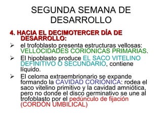 SEGUNDA SEMANA DE DESARROLLO 4. HACIA EL DECIMOTERCER DÍA DE DESARROLLO: el trofoblasto presenta estructuras vellosas:  VELLOCIDADES CORIÓNICAS PRIMARIAS . El hipoblasto produce  EL SACO VITELINO DEFINITIVO O SECUNDARIO , contiene líquido. El celoma extraembrionario se expande formando la  CAVIDAD CORIÓNICA : rodea el saco vitelino primitivo y la cavidad amniótica, pero no donde el disco germinativo se une al trofoblasto por el  pedúnculo de fijación (CORDÓN UMBILICAL) 