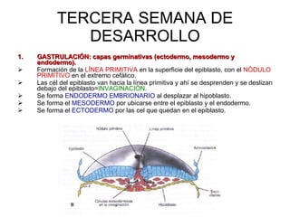 TERCERA SEMANA DE DESARROLLO GASTRULACIÓN: capas germinativas (ectodermo, mesodermo y endodermo). Formación de la  LÍNEA PRIMITIVA  en la superficie del epiblasto, con el  NÓDULO PRIMITIVO  en el extremo cefálico. Las cél del epiblasto van hacia la línea primitiva y ahí se desprenden y se deslizan debajo del epiblasto= INVAGINACIÓN . Se forma  ENDODERMO EMBRIONARIO  al desplazar al hipoblasto. Se forma el  MESODERMO  por ubicarse entre el epiblasto y el endodermo. Se forma el  ECTODERMO  por las cel que quedan en el epiblasto. 