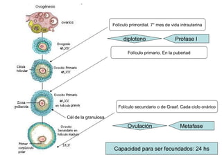 Folículo primordial. 7° mes de vida intrauterina Folículo primario. En la pubertad diploteno Profase I Cél de la granulosa Folículo secundario o de Graaf. Cada ciclo ovárico Ovulación Metafase Capacidad para ser fecundados: 24 hs 