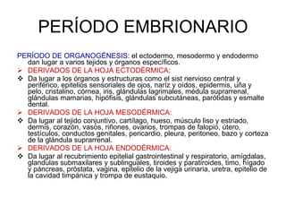 PERÍODO DE ORGANOGÉNESIS : el ectodermo, mesodermo y endodermo dan lugar a varios tejidos y órganos específicos. DERIVADOS DE LA HOJA ECTODÉRMICA : Da lugar a los órganos y estructuras como el sist nervioso central y periférico, epitelios sensoriales de ojos, naríz y oídos, epidermis, uña y pelo, cristalino, córnea, iris, glándulas lagrimales, médula suprarrenal, glándulas mamarias, hipófisis, glándulas subcutáneas, parótidas y esmalte dental. DERIVADOS DE LA HOJA MESODÉRMICA: Da lugar al tejido conjuntivo, cartílago, hueso, músculo liso y estriado, dermis, corazón, vasos, riñones, ovarios, trompas de falopio, útero, testículos, conductos genitales, pericardio, pleura, peritoneo, bazo y corteza de la glándula suprarrenal. DERIVADOS DE LA HOJA ENDODÉRMICA:  Da lugar al recubrimiento epitelial gastrointestinal y respiratorio, amígdalas, glandulas submaxilares y sublinguales, tiroides y paratiroides, timo, hígado y páncreas, próstata, vagina, epitelio de la vejiga urinaria, uretra, epitelio de la cavidad timpánica y trompa de eustaquio. PERÍODO EMBRIONARIO 