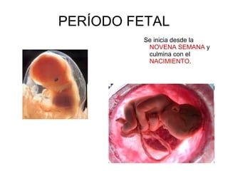 PERÍODO FETAL Se inicia desde la  NOVENA SEMANA  y culmina con el  NACIMIENTO . 