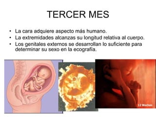 TERCER MES La cara adquiere aspecto más humano. La extremidades alcanzas su longitud relativa al cuerpo. Los genitales externos se desarrollan lo suficiente para determinar su sexo en la ecografía. 