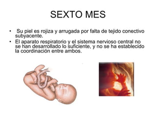 SEXTO MES Su piel es rojiza y arrugada por falta de tejido conectivo subyacente. El aparato respiratorio y el sistema nervioso central no se han desarrollado lo suficiente, y no se ha establecido la coordinación entre ambos. 