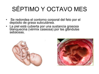 SÉPTIMO Y OCTAVO MES Se redondea el contorno corporal del feto por el depósito de grasa subcutánea. La piel está cubierta por una sustancia grasosa blanquecina (vérmix caseosa) por las glándulas sebáceas. 
