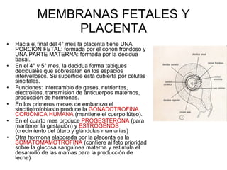 MEMBRANAS FETALES Y PLACENTA Hacia el final del 4° mes la placenta tiene UNA PORCIÓN FETAL: formada por el corion frondoso y UNA PARTE MATERNA: formada por la decidua basal. En el 4° y 5° mes, la decidua forma tabiques deciduales que sobresalen en los espacios intervellosos. Su superficie está cubierta por células sincitales. Funciones: intercambio de gases, nutrientes, electrolitos, transmisión de anticuerpos maternos, producción de hormonas. En los primeros meses de embarazo el sincitiotrofoblasto produce la  GONADOTROFINA CORIÓNICA HUMANA  (mantiene el cuerpo lúteo). En el cuarto mes produce  PROGESTERONA  (para mantener la gestación) y  ESTRÓGENOS  (crecimiento del útero y glándulas mamarias) Otra hormona elaborada por la placenta es la  SOMATOMAMOTROFINA  (confiere al feto prioridad sobre la glucosa sanguínea materna y estimula el desarrollo de las mamas para la producción de leche) 