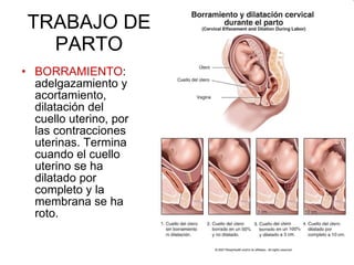 TRABAJO DE PARTO BORRAMIENTO : adelgazamiento y acortamiento, dilatación del cuello uterino, por las contracciones uterinas. Termina cuando el cuello uterino se ha dilatado por completo y la membrana se ha roto. 