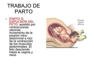 TRABAJO DE PARTO PARTO O EXPULSIÓN DEL FETO : asistido por contracciones uterinas, incremento de la presión intra-abdominal a raíz de la contracción de los músculos abdominales. El feto desciende hasta la vagina y nace. 