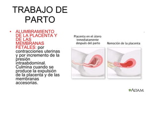 TRABAJO DE PARTO ALUMBRAMIENTO DE LA PLACENTA Y DE LAS MEMBRANAS FETALES:  por contracciones uterinas y por incremento de la presión intraabdominal. Culmina cuando se produce la expulsión de la placenta y de las membranas accesorias. 