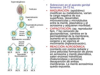 Sobreviven en el aparato genital femenino: 24-72 hs. MADURACIÓN : (epidídimo) modifican su metabolismo, varían la carga negativa de sus superficies, desarrollan microvesículas y microtúbulos entre la memb. plasmática y el acrosoma y adquieren movilidad. CAPACITACIÓN : (ap. reproductor fem, 7 hs) remoción de glucoproteínas, cambios en la permeabilidad de la membrana, aumento en la captación de oxígeno y se vigoriza el movimiento (hiperactivación). REACCIÓN ACROSÓMICA : (contacto con corona radiada y zona pelúcida) formación de poros en acrosoma y memb plasmática, salen enzimas hidrolíticas (hialuronidasa y acrosina), desaparición de ambas membranas. La memb acrosómica queda expuesta. 