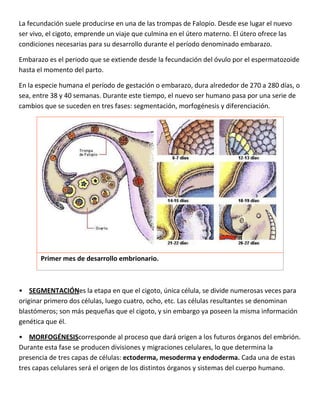 La fecundación suele producirse en una de las trompas de Falopio. Desde ese lugar el nuevo
ser vivo, el cigoto, emprende un viaje que culmina en el útero materno. El útero ofrece las
condiciones necesarias para su desarrollo durante el período denominado embarazo.
Embarazo es el periodo que se extiende desde la fecundación del óvulo por el espermatozoide
hasta el momento del parto.
En la especie humana el período de gestación o embarazo, dura alrededor de 270 a 280 días, o
sea, entre 38 y 40 semanas. Durante este tiempo, el nuevo ser humano pasa por una serie de
cambios que se suceden en tres fases: segmentación, morfogénesis y diferenciación.
Primer mes de desarrollo embrionario.
• SEGMENTACIÓNes la etapa en que el cigoto, única célula, se divide numerosas veces para
originar primero dos células, luego cuatro, ocho, etc. Las células resultantes se denominan
blastómeros; son más pequeñas que el cigoto, y sin embargo ya poseen la misma información
genética que él.
• MORFOGÉNESIScorresponde al proceso que dará origen a los futuros órganos del embrión.
Durante esta fase se producen divisiones y migraciones celulares, lo que determina la
presencia de tres capas de células: ectoderma, mesoderma y endoderma. Cada una de estas
tres capas celulares será el origen de los distintos órganos y sistemas del cuerpo humano.
 