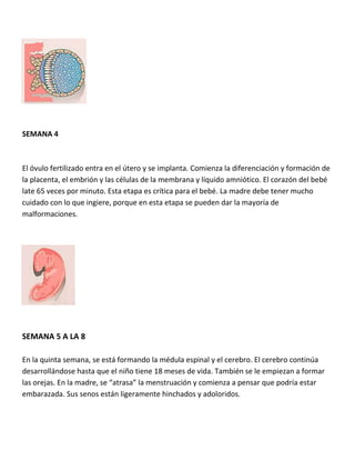 SEMANA 5 A LA 8
En la quinta semana, se está formando la médula espinal y el cerebro. El cerebro continúa
desarrollándose hasta que el niño tiene 18 meses de vida. También se le empiezan a formar
las orejas. En la madre, se “atrasa” la menstruación y comienza a pensar que podría estar
embarazada. Sus senos están ligeramente hinchados y adoloridos.
SEMANA 4
El óvulo fertilizado entra en el útero y se implanta. Comienza la diferenciación y formación de
la placenta, el embrión y las células de la membrana y líquido amniótico. El corazón del bebé
late 65 veces por minuto. Esta etapa es crítica para el bebé. La madre debe tener mucho
cuidado con lo que ingiere, porque en esta etapa se pueden dar la mayoría de
malformaciones.
 
