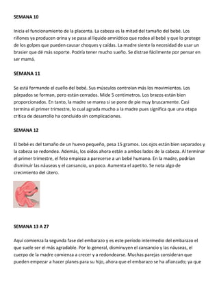 SEMANA 10
Inicia el funcionamiento de la placenta. La cabeza es la mitad del tamaño del bebé. Los
riñones ya producen orina y se pasa al líquido amniótico que rodea al bebé y que lo protege
de los golpes que pueden causar choques y caídas. La madre siente la necesidad de usar un
brasier que dé más soporte. Podría tener mucho sueño. Se distrae fácilmente por pensar en
ser mamá.
SEMANA 11
Se está formando el cuello del bebé. Sus músculos controlan más los movimientos. Los
párpados se forman, pero están cerrados. Mide 5 centímetros. Los brazos están bien
proporcionados. En tanto, la madre se marea si se pone de pie muy bruscamente. Casi
termina el primer trimestre, lo cual agrada mucho a la madre pues significa que una etapa
crítica de desarrollo ha concluido sin complicaciones.
SEMANA 12
El bebé es del tamaño de un huevo pequeño, pesa 15 gramos. Los ojos están bien separados y
la cabeza se redondea. Además, los oídos ahora están a ambos lados de la cabeza. Al terminar
el primer trimestre, el feto empieza a parecerse a un bebé humano. En la madre, podrían
disminuir las náuseas y el cansancio, un poco. Aumenta el apetito. Se nota algo de
crecimiento del útero.
SEMANA 13 A 27
Aquí comienza la segunda fase del embarazo y es este período intermedio del embarazo el
que suele ser el más agradable. Por lo general, disminuyen el cansancio y las náuseas, el
cuerpo de la madre comienza a crecer y a redondearse. Muchas parejas consideran que
pueden empezar a hacer planes para su hijo, ahora que el embarazo se ha afianzado; ya que
 
