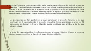 • Fecundación Externa: los espermatozoides nadan en el agua para fecundar los óvulos liberados por
la hembra. Cuando el folículo madura expulsa un ovocito, que esta bloqueado en la metafase de la
meiosis II. Al ser penetrado por el espermatozoide se produce la actividad en la meiosis II que
estaba detenida. el ovocito II entra en anafase y expulsa el segundo glóbulo polar constituido por
la mitad de los cromosomas . En este momento el ovocito se transforma en ovulo.
Los cromosomas que han quedado en el ovulo constituyen el pronúcleo femenino y los que
penetraron en el espermatozoide el pronúcleo masculino. Ambos pronúcleos se unen, los 46
cromosomas se duplican y el huevo (diploide) queda constituido para dividirse y dar las dos
primeras células
La unión del espermatozoide y el ovulo se produce en la trompa . Mientras el huevo se encamina
al útero ya es un embrión y se fija sobre la pared del utero (nidación)
 
