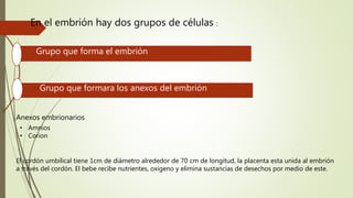 En el embrión hay dos grupos de células :
Grupo que forma el embrión
Grupo que formara los anexos del embrión
Anexos embrionarios
• Amnios
• Corion
El cordón umbilical tiene 1cm de diámetro alrededor de 70 cm de longitud, la placenta esta unida al embrión
a través del cordón. El bebe recibe nutrientes, oxigeno y elimina sustancias de desechos por medio de este.
 