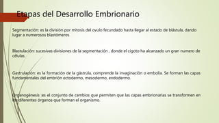 Etapas del Desarrollo Embrionario
Segmentación: es la división por mitosis del ovulo fecundado hasta llegar al estado de blástula, dando
lugar a numerosos blastómeros
Blastulación: sucesivas divisiones de la segmentación , donde el cigoto ha alcanzado un gran numero de
células.
Gastrulación: es la formación de la gástrula, comprende la invaginación o embolia. Se forman las capas
fundamentales del embrión ectodermo, mesodermo, endodermo.
Organogénesis :es el conjunto de cambios que permiten que las capas embrionarias se transformen en
los diferentes órganos que forman el organismo.
 