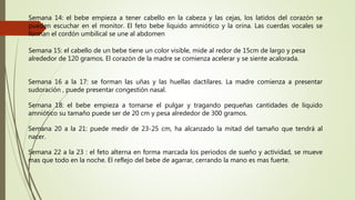 Semana 14: el bebe empieza a tener cabello en la cabeza y las cejas, los latidos del corazón se
pueden escuchar en el monitor. El feto bebe liquido amniótico y la orina. Las cuerdas vocales se
forman el cordón umbilical se une al abdomen
Semana 15: el cabello de un bebe tiene un color visible, mide al redor de 15cm de largo y pesa
alrededor de 120 gramos. El corazón de la madre se comienza acelerar y se siente acalorada.
Semana 16 a la 17: se forman las uñas y las huellas dactilares. La madre comienza a presentar
sudoración , puede presentar congestión nasal.
Semana 18: el bebe empieza a tomarse el pulgar y tragando pequeñas cantidades de liquido
amniótico su tamaño puede ser de 20 cm y pesa alrededor de 300 gramos.
Semana 20 a la 21: puede medir de 23-25 cm, ha alcanzado la mitad del tamaño que tendrá al
nacer.
Semana 22 a la 23 : el feto alterna en forma marcada los periodos de sueño y actividad, se mueve
mas que todo en la noche. El reflejo del bebe de agarrar, cerrando la mano es mas fuerte.
 