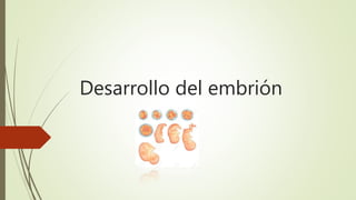 Desarrollo del embrión
 