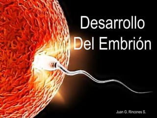 Desarrollo
Del Embrión
Juan G. Rincones S.
 