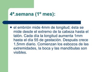 4ª.semana (1º mes): el embrión mide 4mm de longitud; ésta se mide desde el extremo de la cabeza hasta el talón. Cada día la longitud aumenta 1mm hasta el día 55 de gestación. Después crece 1,5mm diario. Comienzan los esbozos de las extremidades, la boca y las mandíbulas son visibles. 