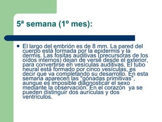5ª semana (1º mes): El largo del embrión es de 8 mm. La pared del cuerpo está formada por la epidermis y la dermis. Las fositas auditivas (precursoras de los oídos internos) dejan de verse desde el exterior, para convertirse en vesículas auditivas. El tubo neural está formado por cinco vesículas, es decir que va completando su desarrollo. En esta semana aparecen las "gónadas primitivas", aunque es imposible diagnosticar el sexo mediante la observación. En el corazón  ya se pueden distinguir dos aurículas y dos ventrículos. 