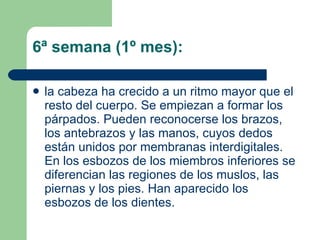 6ª semana (1º mes):  la cabeza ha crecido a un ritmo mayor que el resto del cuerpo. Se empiezan a formar los párpados. Pueden reconocerse los brazos, los antebrazos y las manos, cuyos dedos están unidos por membranas interdigitales. En los esbozos de los miembros inferiores se diferencian las regiones de los muslos, las piernas y los pies. Han aparecido los esbozos de los dientes. 