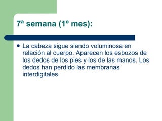 7ª semana (1º mes):  La cabeza sigue siendo voluminosa en relación al cuerpo. Aparecen los esbozos de los dedos de los pies y los de las manos. Los dedos han perdido las membranas interdigitales. 