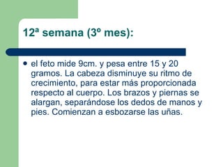 12ª semana (3º mes): el feto mide 9cm. y pesa entre 15 y 20 gramos. La cabeza disminuye su ritmo de crecimiento, para estar más proporcionada respecto al cuerpo. Los brazos y piernas se alargan, separándose los dedos de manos y pies. Comienzan a esbozarse las uñas. 