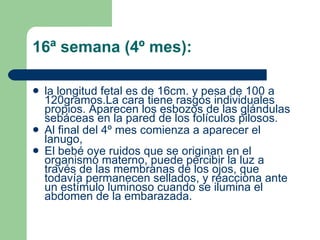 16ª semana (4º mes):  la longitud fetal es de 16cm. y pesa de 100 a 120gramos.La cara tiene rasgos individuales propios. Aparecen los esbozos de las glándulas sebáceas en la pared de los folículos pilosos.  Al final del 4º mes comienza a aparecer el lanugo, El bebé oye ruidos que se originan en el organismo materno, puede percibir la luz a través de las membranas de los ojos, que todavía permanecen sellados, y reacciona ante un estímulo luminoso cuando se ilumina el abdomen de la embarazada. 