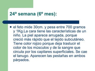 24ª semana (6º mes):  el feto mide 30cm. y pesa entre 700 gramos y 1Kg.La cara tiene las características de un niño. La piel aparece arrugada, porque creció más rápido que el tejido subcutáneo. Tiene color rojizo porque deja traslucir el color de los músculos y de la sangre que circula por los capilares superficiales. Se cae el lanugo. Aparecen las pestañas en ambos párpados. 