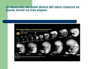 El desarrollo del bebé dentro del útero materno se puede dividir en tres etapas: 