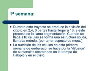 1ª semana: Durante este trayecto se produce la división del cigoto en 2,4, 6 partes hasta llegar a 16, a este proceso se lo llama segmentación. Cuando se llega a16 células se forma una estructura sólida, llamada mórula, (por tener aspecto de mora.) La nutrición de las células en esta primera semana de embarazo, se hace por la “difusión” de sustancias secretadas en la trompa de Falopio y en el útero. 