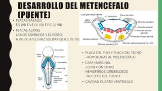 Labios Rombicos DESARROLLO DEL SISTEMA NERVIOSO - ENCEFALO.pptx