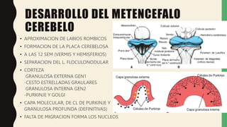 Labios Rombicos DESARROLLO DEL SISTEMA NERVIOSO - ENCEFALO.pptx