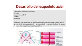 Desarrollo del esqueleto axial
El esqueleto axial está constituido
-Cráneo
-columna vertebral
-costillas
-esternón.
Durante la cuarta semana, las células de los esclerotomas rodean el tubo neural
(primordio de la médula espinal) y la notocorda, la estructura alrededor de la cual
se desarrollan los primordios de las vértebras
 