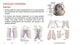 Desarrollo embrionario DESARROLLO DEL ESQUELETO AXIAL modificado.pptx