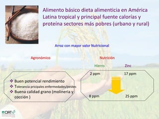 Desarrollo de lineas con mayor contenido de hierro y zinc