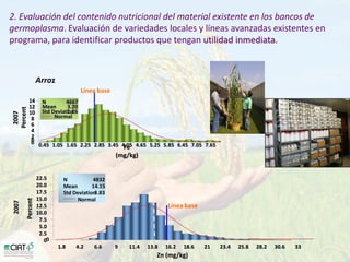 Desarrollo de lineas con mayor contenido de hierro y zinc