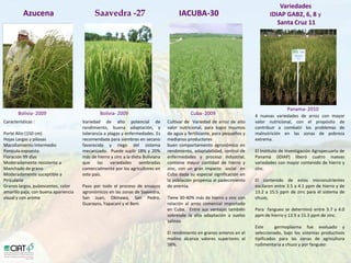 Desarrollo de lineas con mayor contenido de hierro y zinc