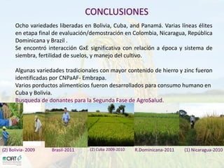 Desarrollo de lineas con mayor contenido de hierro y zinc