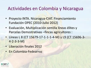 Desarrollo de lineas con mayor contenido de hierro y zinc