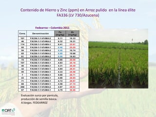 Desarrollo de lineas con mayor contenido de hierro y zinc