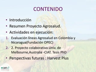 Desarrollo de lineas con mayor contenido de hierro y zinc