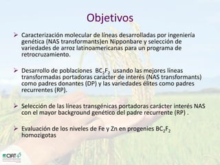 Desarrollo de lineas con mayor contenido de hierro y zinc