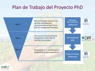 Desarrollo de lineas con mayor contenido de hierro y zinc