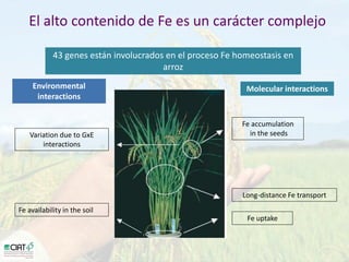 Desarrollo de lineas con mayor contenido de hierro y zinc