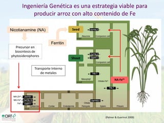 Desarrollo de lineas con mayor contenido de hierro y zinc